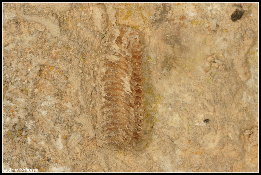 Mantis egg case